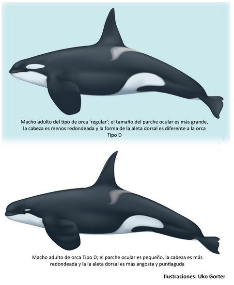 ¿Cómo se clasifican las orcas?