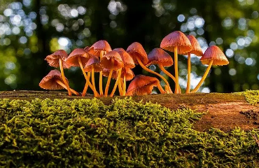 reino fungi resumen