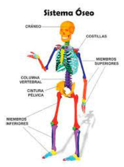 Resumen del sistema óseo para niños y sus funciones